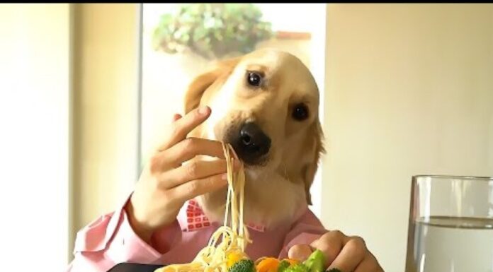 Can Dogs Eat Nerds Candy? Here’s What You Need to Know Before Sharing These Tiny Treats! Our dog ate four boxes of nerds candy and one box of Skittles. Will she be ok m. Her name is Pixi. She is 3yo. 3. She's