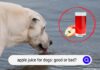 Is Apple Juice Bad for Dogs? What Every Pet Parent Should Know Can Dogs Drink Apple Juice? Vet
