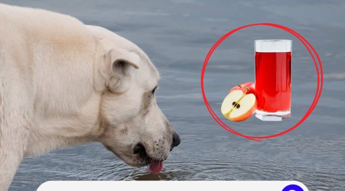 Is Apple Juice Bad for Dogs? What Every Pet Parent Should Know Can Dogs Drink Apple Juice? Vet