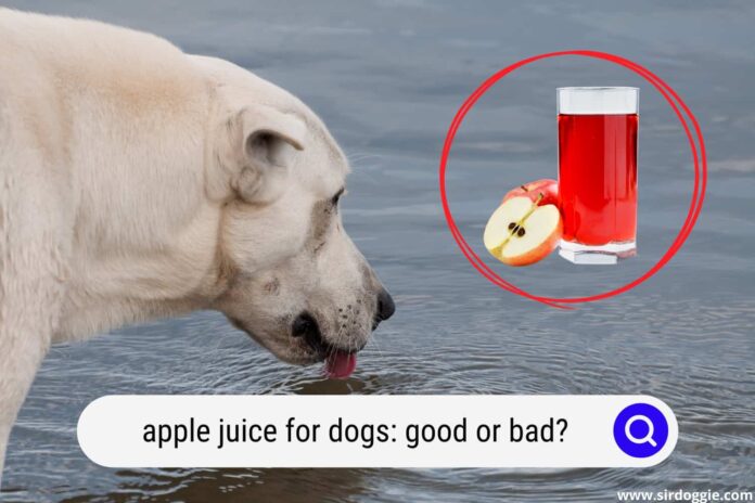 Can Dogs Drink Apple Juice? Vet