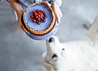 Is Cheesecake Bad for Dogs? The Sweet Truth That Might Surprise You! Is it ok if my dog ate a whole cheesecake or should I be worried?