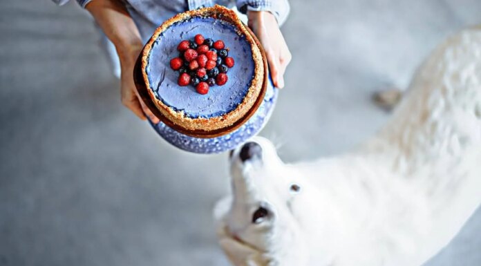 Is Cheesecake Bad for Dogs? The Sweet Truth That Might Surprise You! Is it ok if my dog ate a whole cheesecake or should I be worried?