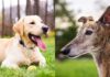 The Ultimate Guide to Tan Greyhound Lab Mix: A Perfect Blend of Speed and Sweetness! Greyhound Lab Mix