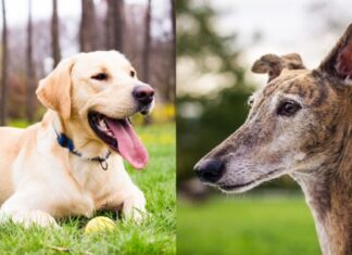 The Ultimate Guide to Tan Greyhound Lab Mix: A Perfect Blend of Speed and Sweetness! Greyhound Lab Mix