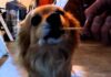 Can Dogs Eat Suckers? The Sweet Truth About Lollipops and Your Furry Friend My dog ate a bunch of small suckers. It appears he ate a lot of the wrappers and maybe some sticks (Dum Dums
