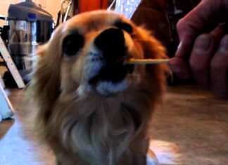 Can Dogs Eat Suckers? The Sweet Truth About Lollipops and Your Furry Friend My dog ate a bunch of small suckers. It appears he ate a lot of the wrappers and maybe some sticks (Dum Dums
