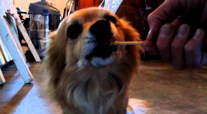 Can Dogs Eat Suckers? The Sweet Truth About Lollipops and Your Furry Friend My dog ate a bunch of small suckers. It appears he ate a lot of the wrappers and maybe some sticks (Dum Dums