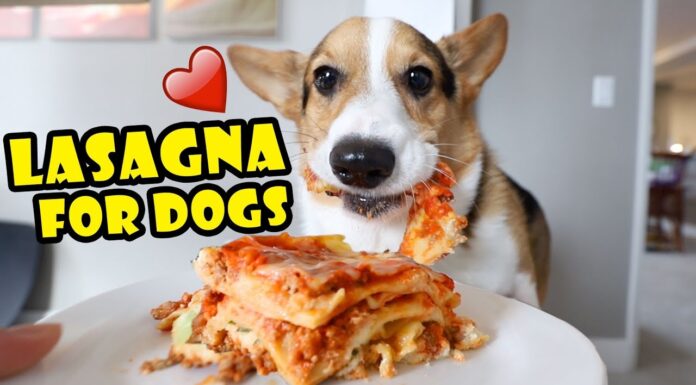 The Ultimate Guide to Making Drool-Worthy Lasagna for Your Furry Best Friend Treat Your Pup to a Homemade Meal with This Lasagna Recipe