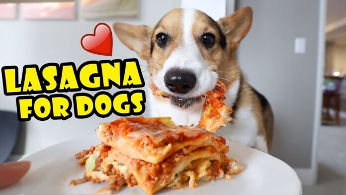 Treat Your Pup to a Homemade Meal with This Lasagna Recipe