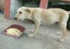 Can Dogs Eat Puffed Rice? A Complete Guide to Sharing This Crunchy Snack With Your Furry Friend A long time ago some guy told me he fed his german shepherd rice krispies and eggs every morning. Claimed it was good for his coat. : r/dogs