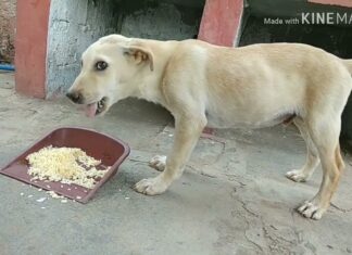 Can Dogs Eat Puffed Rice? A Complete Guide to Sharing This Crunchy Snack With Your Furry Friend A long time ago some guy told me he fed his german shepherd rice krispies and eggs every morning. Claimed it was good for his coat. : r/dogs