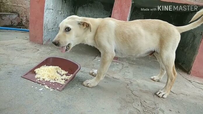 A long time ago some guy told me he fed his german shepherd rice krispies and eggs every morning. Claimed it was good for his coat. : r/dogs