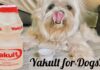 Can Dogs Drink Yakult? The Truth About Probiotics for Your Furry Friend Can Dogs Have Yakult?
