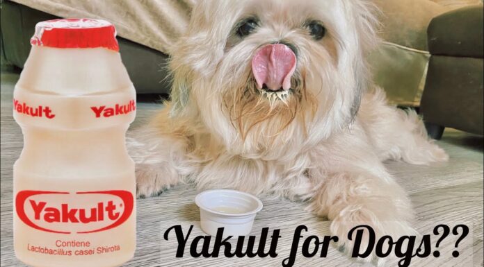 Can Dogs Drink Yakult? The Truth About Probiotics for Your Furry Friend Can Dogs Have Yakult?