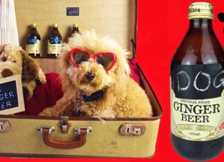 Can Dogs Have Ginger Ale? The Ultimate Guide to Giving Your Furry Friend This Fizzy Drink Can Dogs Have Ginger Ale?