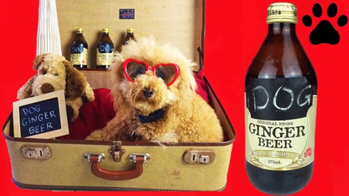 Can Dogs Have Ginger Ale?