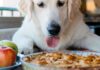 Help! My Dog Ate Apple Pie – What Should I Do Now? My dog ate nearly an entire apple pie. The pie had a small amount of nutmeg (about 1/4