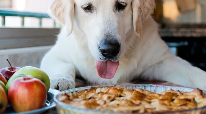 Help! My Dog Ate Apple Pie – What Should I Do Now? My dog ate nearly an entire apple pie. The pie had a small amount of nutmeg (about 1/4