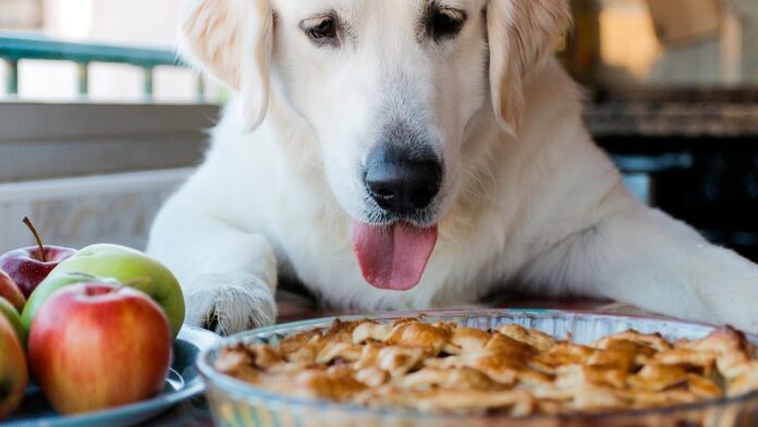 My dog ate nearly an entire apple pie. The pie had a small amount of nutmeg (about 1/4