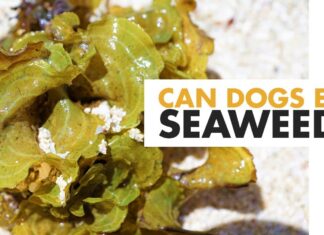 Can Dogs Have Roasted Seaweed? The Ultimate Guide to Sharing This Trendy Snack with Your Furry Friend!