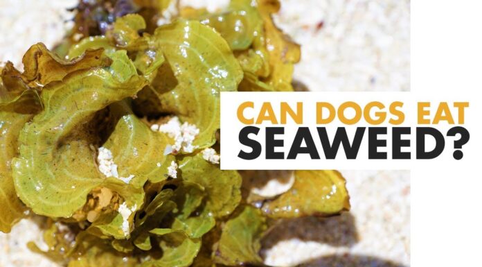 Can Dogs Have Roasted Seaweed? The Ultimate Guide to Sharing This Trendy Snack with Your Furry Friend!