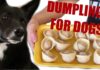 Meet the Dumpling Dog: The Adorably Squishy Pup That’s Breaking the Internet!