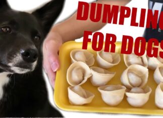 Can Dogs Have Dumplings? The Truth About Feeding These Tasty Treats to Your Furry Friend