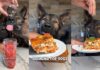Can Dogs Eat Lasagna? The Surprising Truth About This Italian Favorite