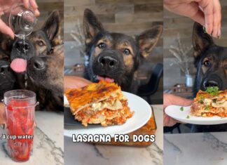 Can Dogs Eat Lasagna? The Surprising Truth About This Italian Favorite