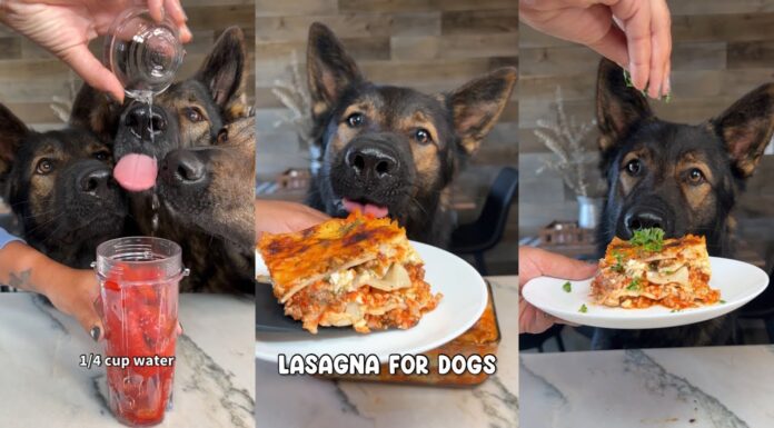 Can Dogs Eat Lasagna? The Surprising Truth About This Italian Favorite