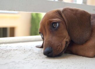 Can Dogs Have Suckers? The Sweet Truth About Lollipops and Your Furry Friend My dog just ate a lollipop