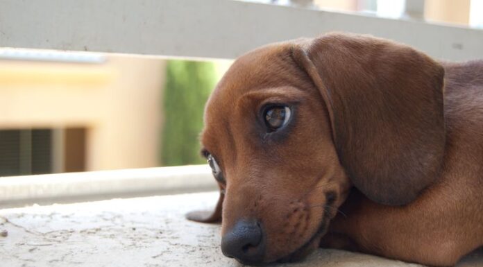 Can Dogs Have Suckers? The Sweet Truth About Lollipops and Your Furry Friend My dog just ate a lollipop