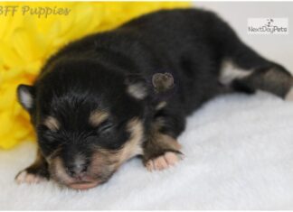 The Ultimate Guide to Bossie Puppies: Your New Furry Best Friend! Bossie Dog Breed Information & Characteristics