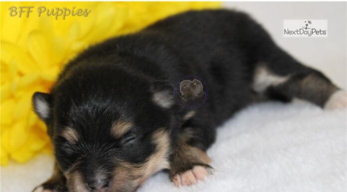 The Ultimate Guide to Bossie Puppies: Your New Furry Best Friend! Bossie Dog Breed Information & Characteristics