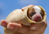 Can Dogs Safely Eat Burritos? The Ultimate Guide to Sharing Mexican Food with Your Furry Friend Dog eats Bean Burrito in 1 second