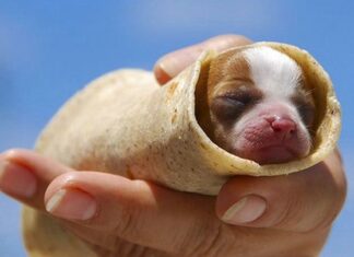 Can Dogs Safely Eat Burritos? The Ultimate Guide to Sharing Mexican Food with Your Furry Friend Dog eats Bean Burrito in 1 second