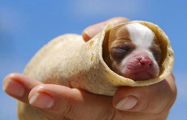 Can Dogs Safely Eat Burritos? The Ultimate Guide to Sharing Mexican Food with Your Furry Friend Dog eats Bean Burrito in 1 second