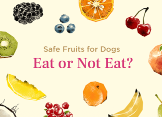Are Fruit Snacks Bad for Dogs? The Truth About These Sweet Treats