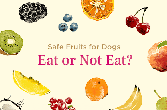 Are Fruit Snacks Bad for Dogs? The Truth About These Sweet Treats