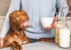 Can Dogs Drink Oat Milk? The Ultimate Guide to Serving This Trendy Plant Milk to Your Furry Friend Can Dogs Have Almond