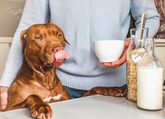 Can Dogs Drink Oat Milk? The Ultimate Guide to Serving This Trendy Plant Milk to Your Furry Friend Can Dogs Have Almond