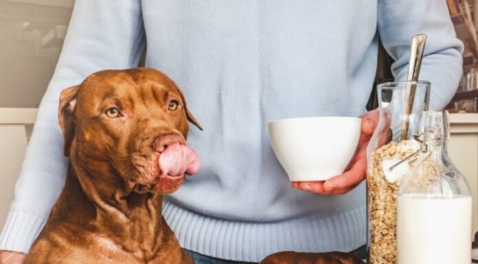 Can Dogs Drink Oat Milk? The Ultimate Guide to Serving This Trendy Plant Milk to Your Furry Friend Can Dogs Have Almond