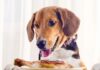 Can Puppies Eat Fried Chicken? The Truth About This Tempting Treat!