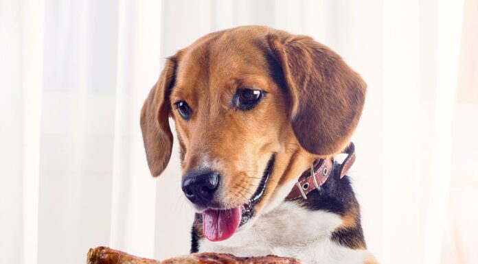 Can Puppies Eat Fried Chicken? The Truth About This Tempting Treat!