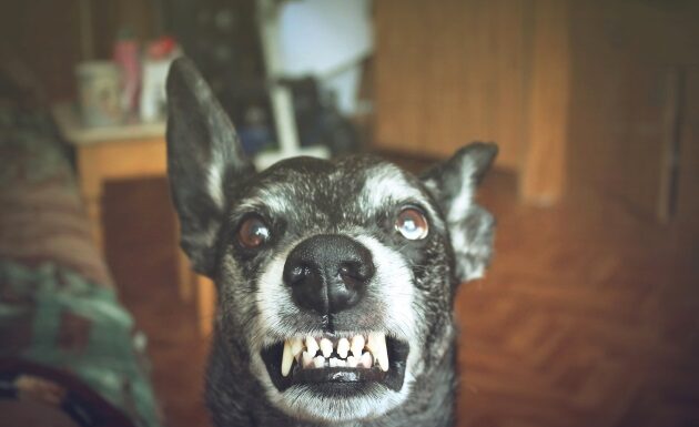 Can Dogs Have Learning Disabilities? Understanding Your Furry Friend’s Cognitive Challenges Can a dog have an intellectual disability?