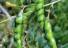 Can Dogs Eat Pigeon Peas? A Complete Guide to This Nutritious Legume Can Dogs Eat Pigeon Pea?