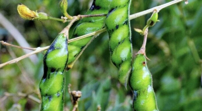 Can Dogs Eat Pigeon Peas? A Complete Guide to This Nutritious Legume Can Dogs Eat Pigeon Pea?