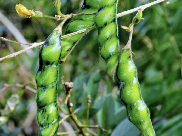 Can Dogs Eat Pigeon Pea?