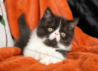 The Ultimate Guide to Short Haired Persian Kitten: A Perfect Blend of Elegance and Easy Maintenance Shorthair Persian Kittens