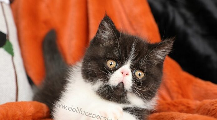 The Ultimate Guide to Short Haired Persian Kitten: A Perfect Blend of Elegance and Easy Maintenance Shorthair Persian Kittens